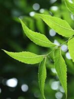 Neem Leaves Powder (Azadirachta Indica) - Image 2