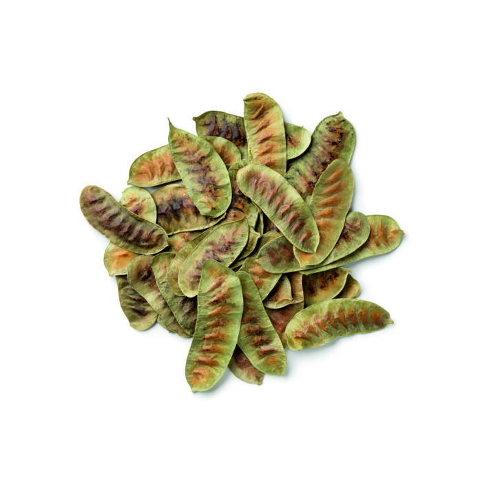Senna Pods - Image 1