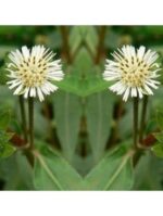 Bhringraj Powder (Eclipta Prostrata) - Image 2