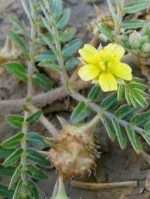 Gokharu Powder (Tribulus terrestris) - Image 2