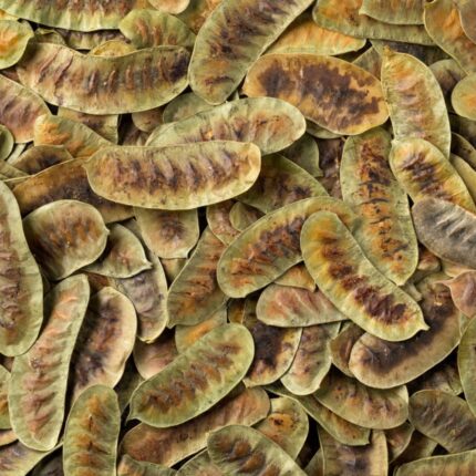 Senna Pods (Alexandrina Pods)