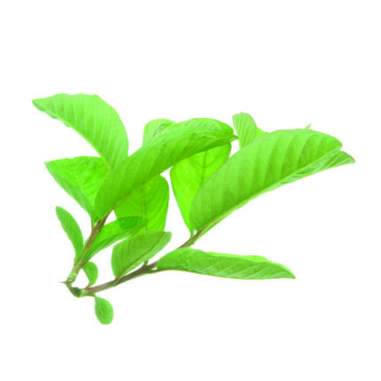 Amrud Leaf