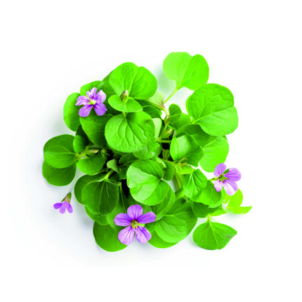 Brahmi